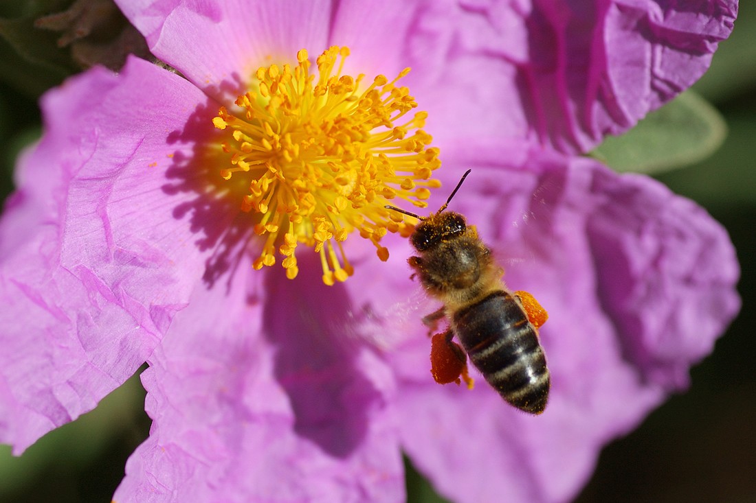 Jos&eacute; Soria Luna - PepeSoria-Junio2020-Polinizadores 3