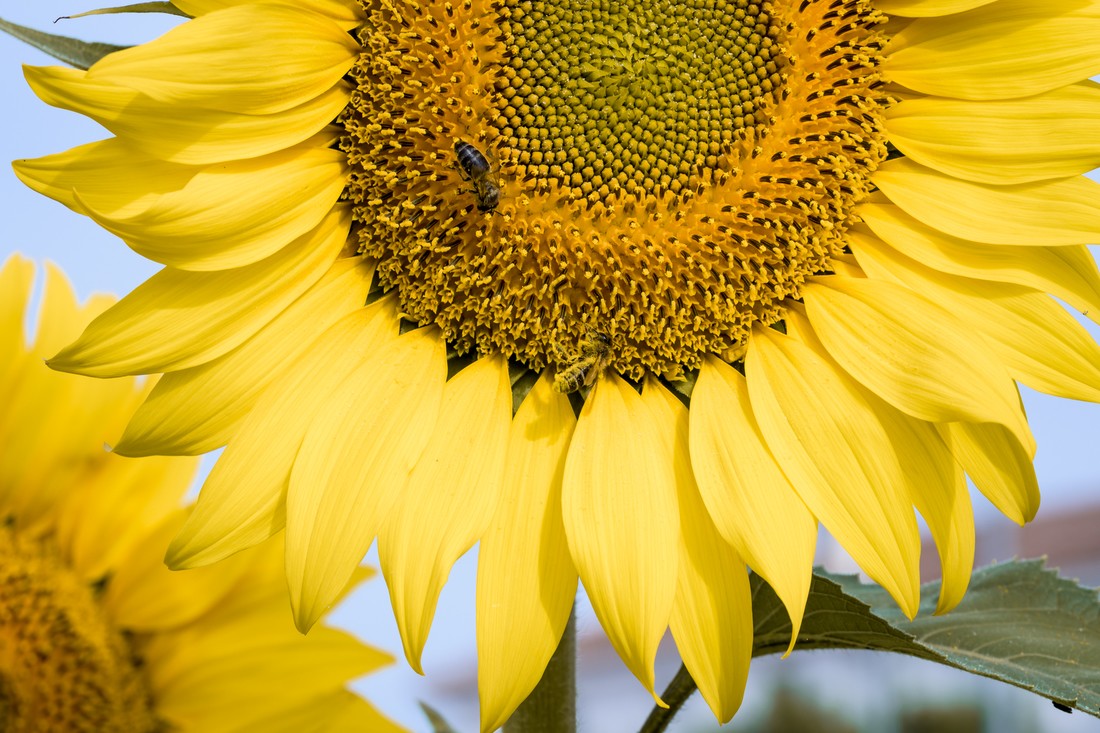 manuel sanchez - Manuelsanchez-concursojunio-polinizadores