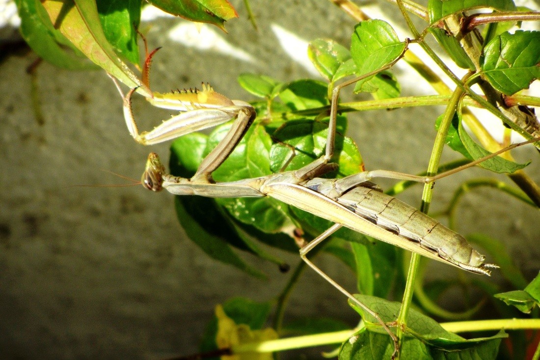 Mariano Maeztu - #Concurso_Junio_Poli y otros insec_Mariano_Maeztu_2