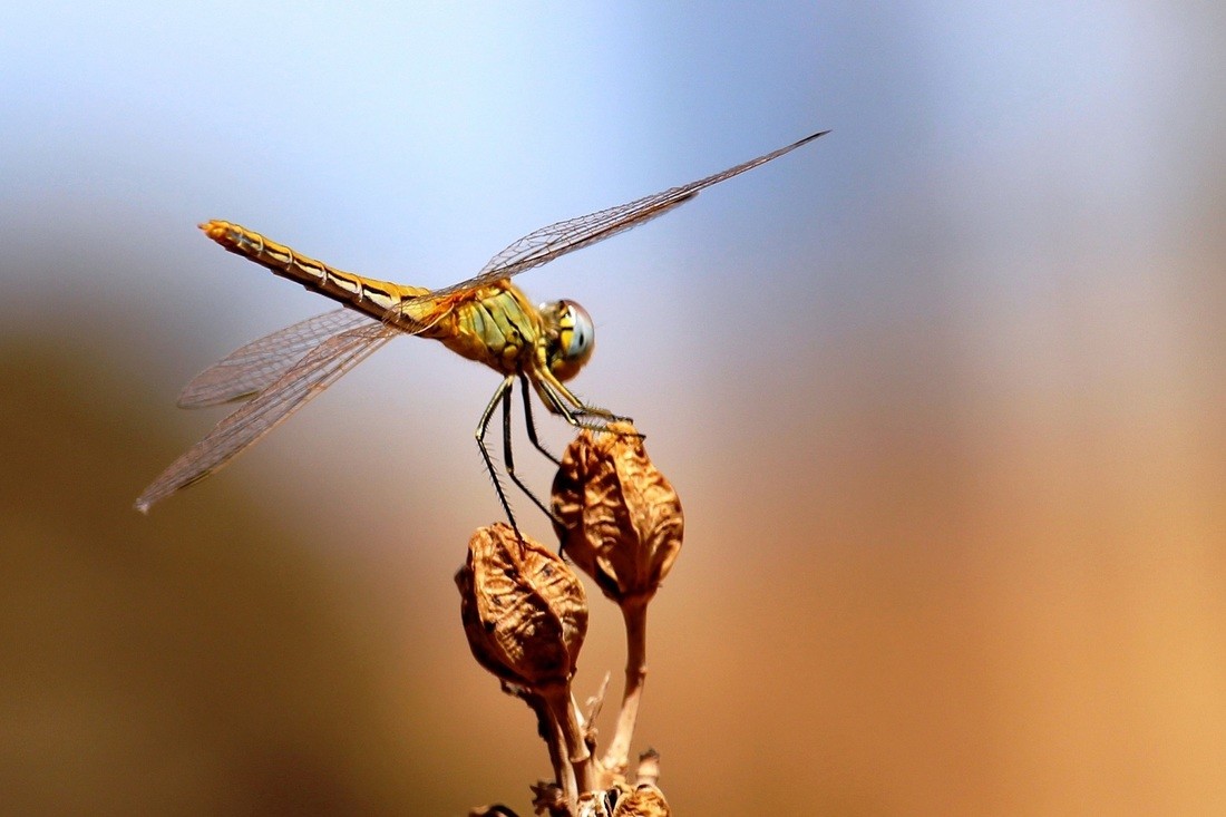 Mariano Maeztu - #Concurso_Junio_Poli y otros insec_Mariano_Maeztu_3