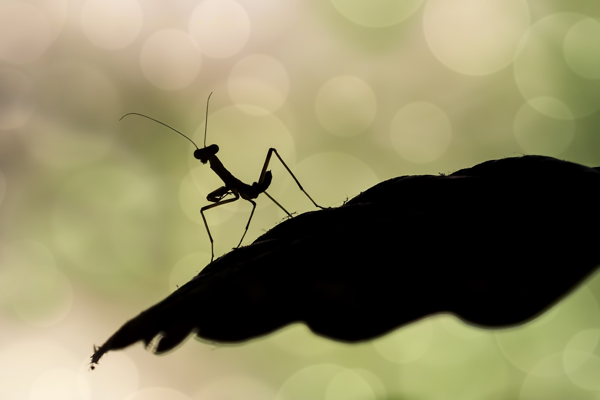 Antonio Benítez Paz - 2020-09-09 23.38.00 - AntºBenitezPaz_Septiembre_Contraluz