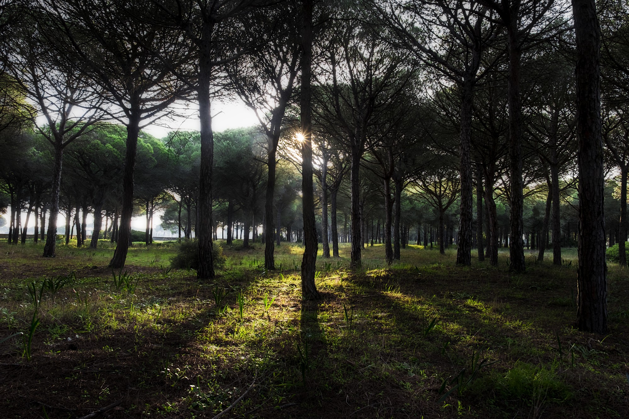 Arthur Montes - ConcursoContraluz_Pinar_Arthur