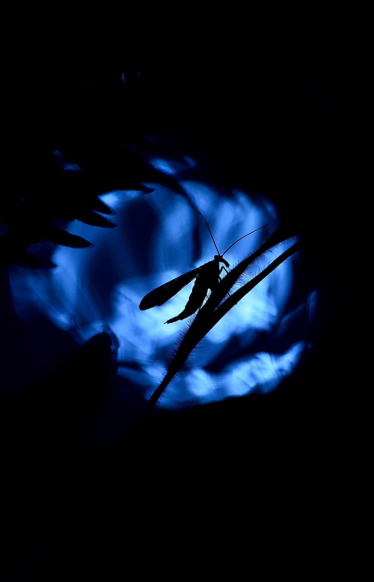 David moya - David_moya_Concurso_septiembre_contraluz