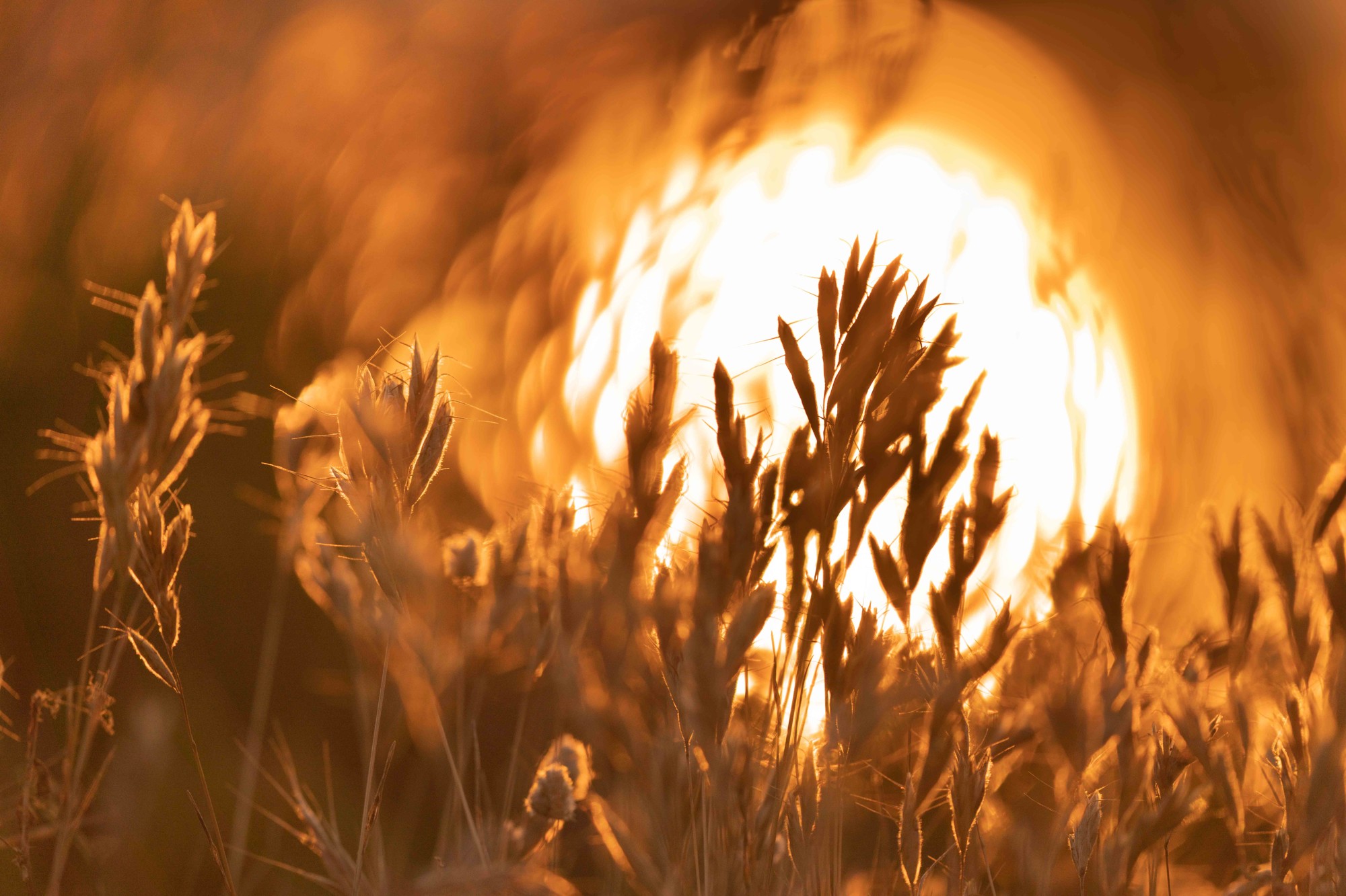 Jesus joaquin Carrera martinez - Jesus Carrera_Contraluz_2