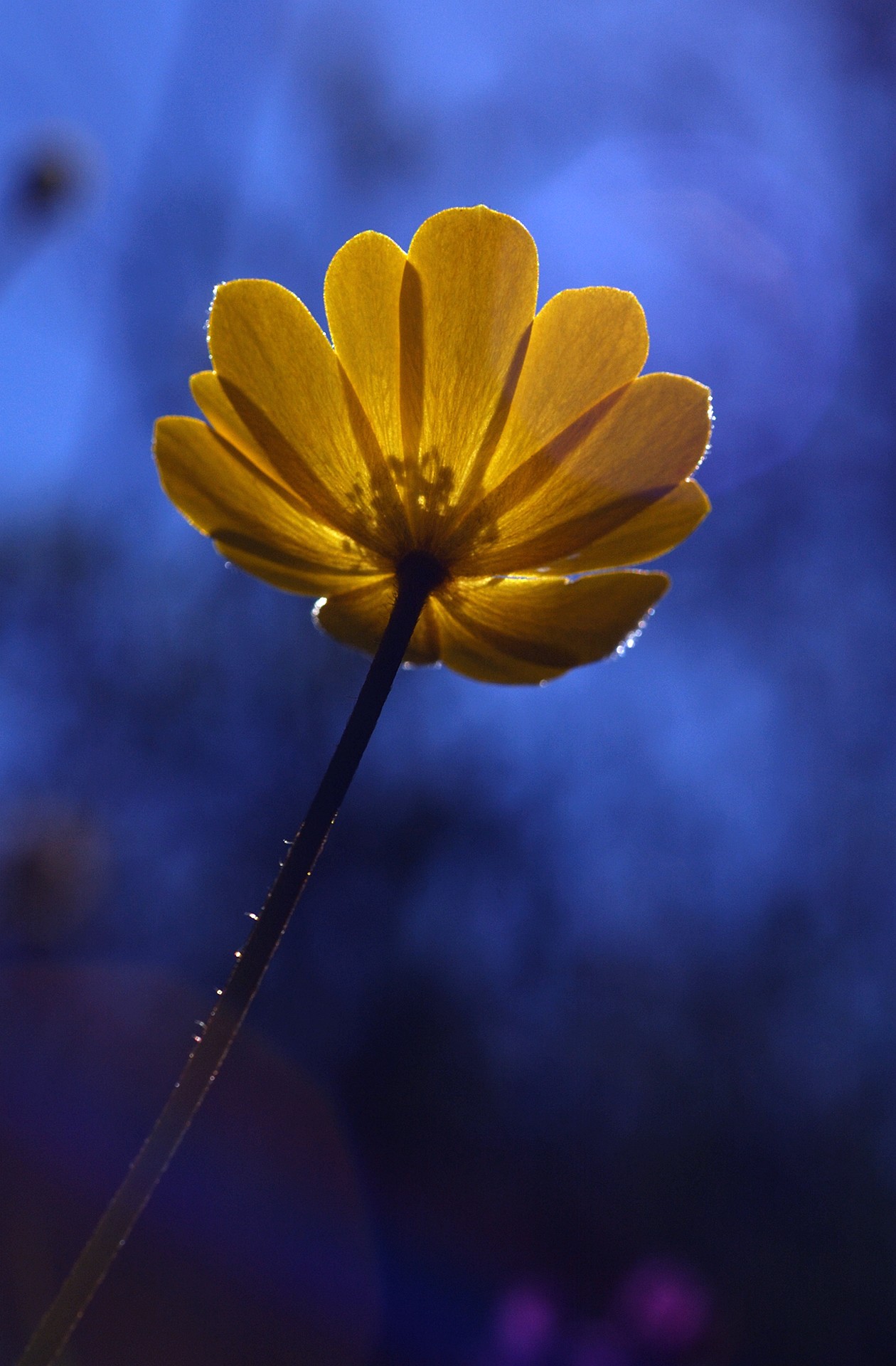 José Soria Luna - PepeSoria-Septiembre2020-Contraluz 2