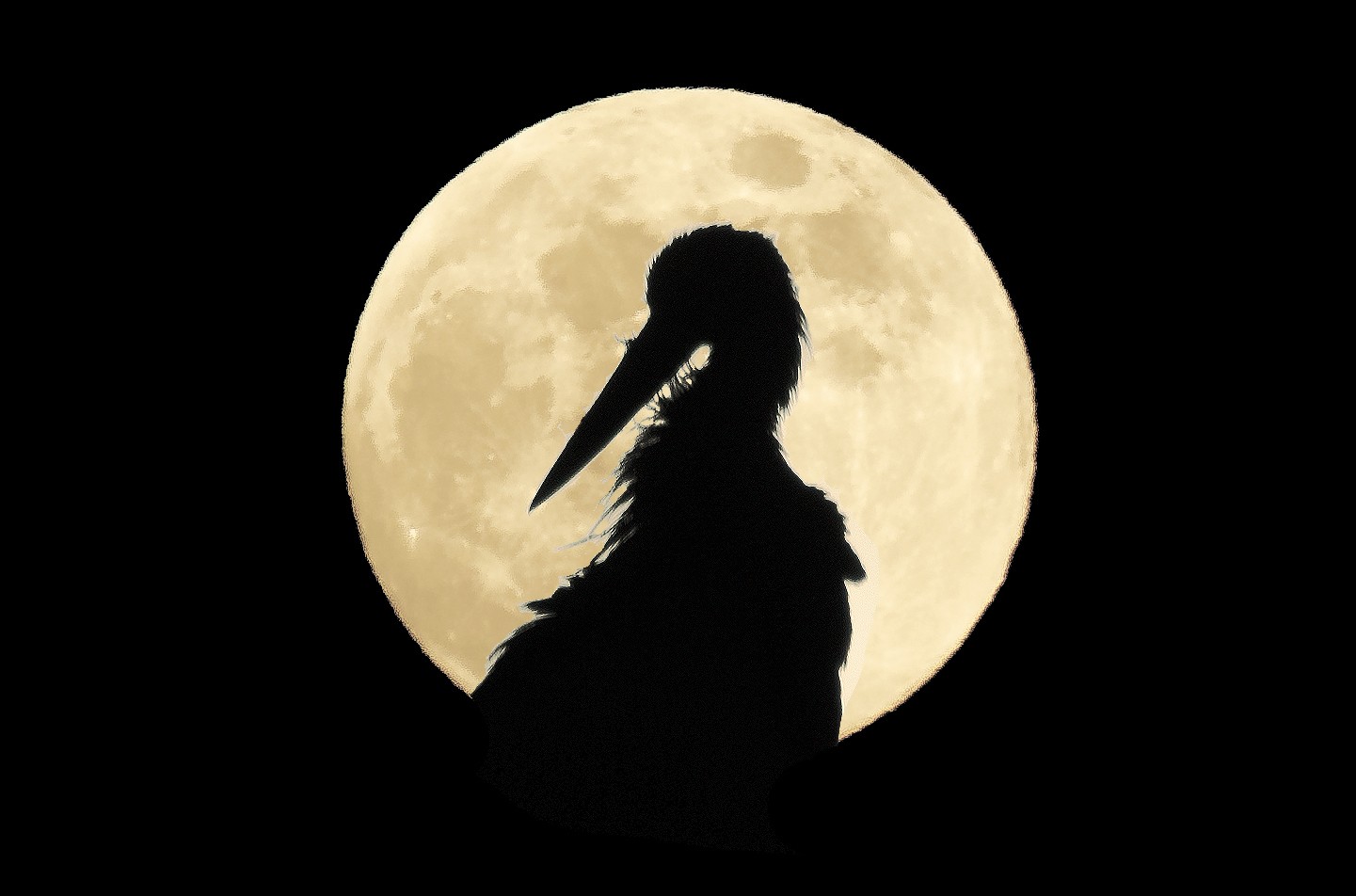 Manuel Suárez-Septiembre A Contraluz