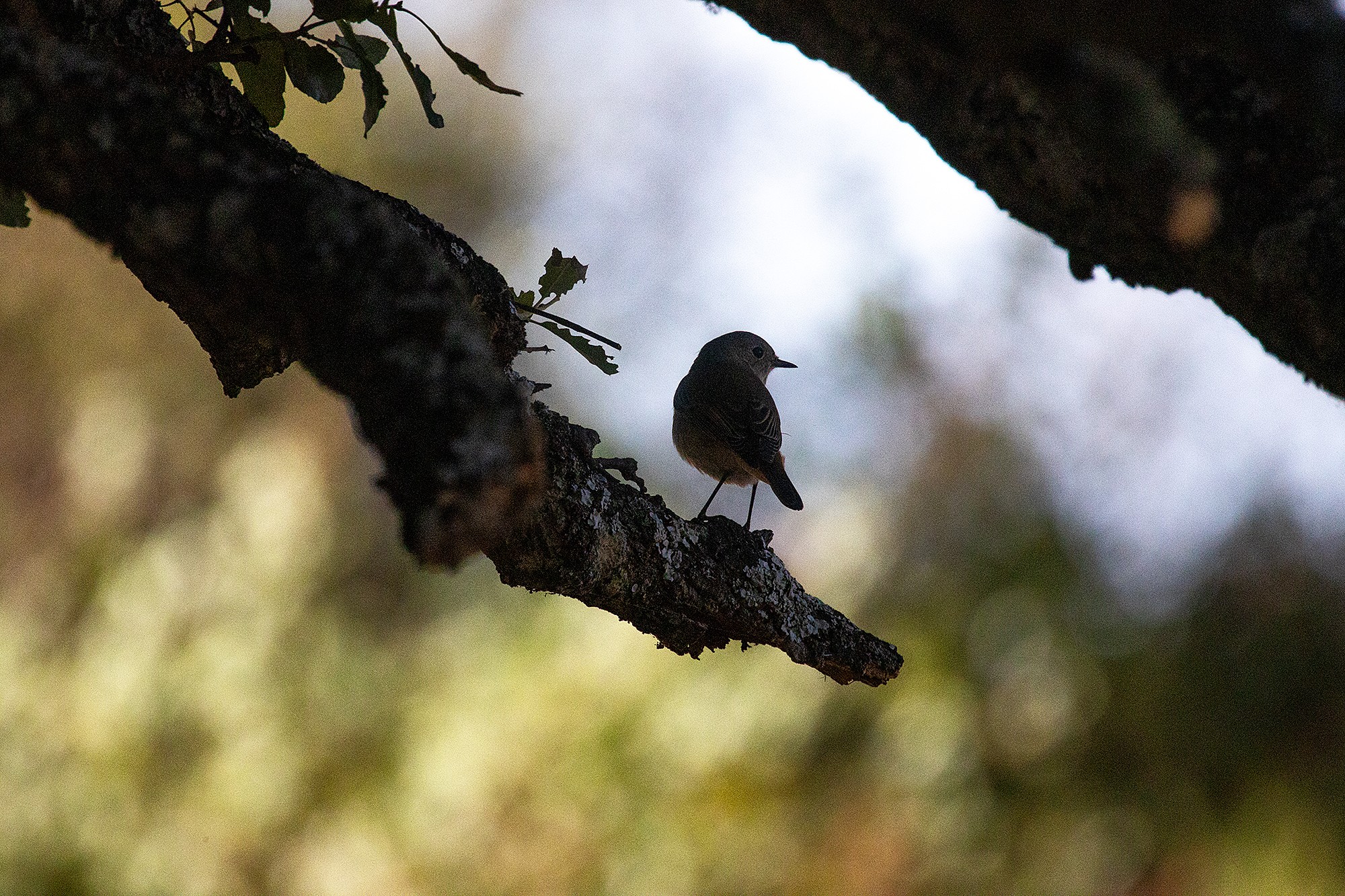 Mercedes Cuesta Mateo 