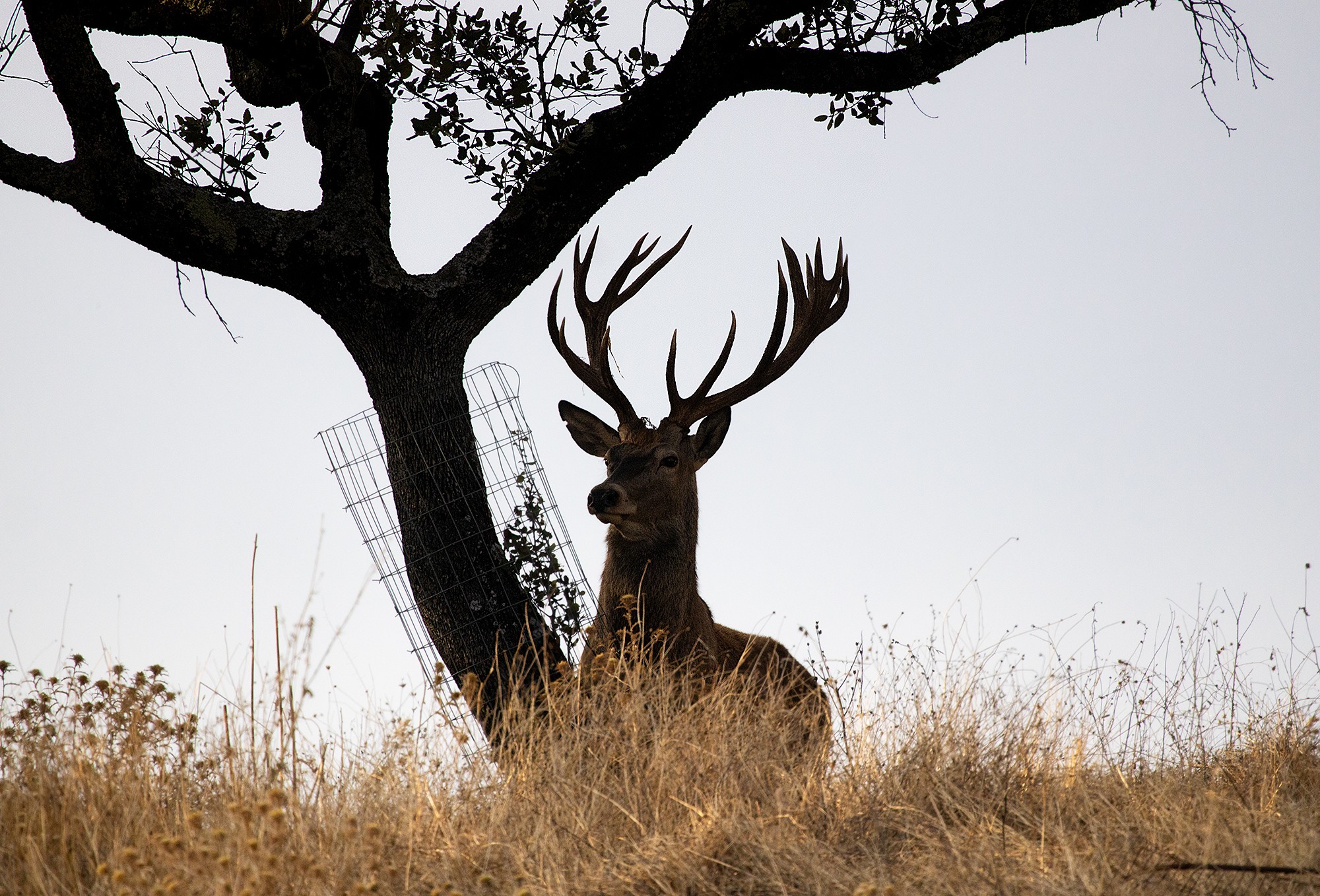 Mercedes Cuesta Mateo 