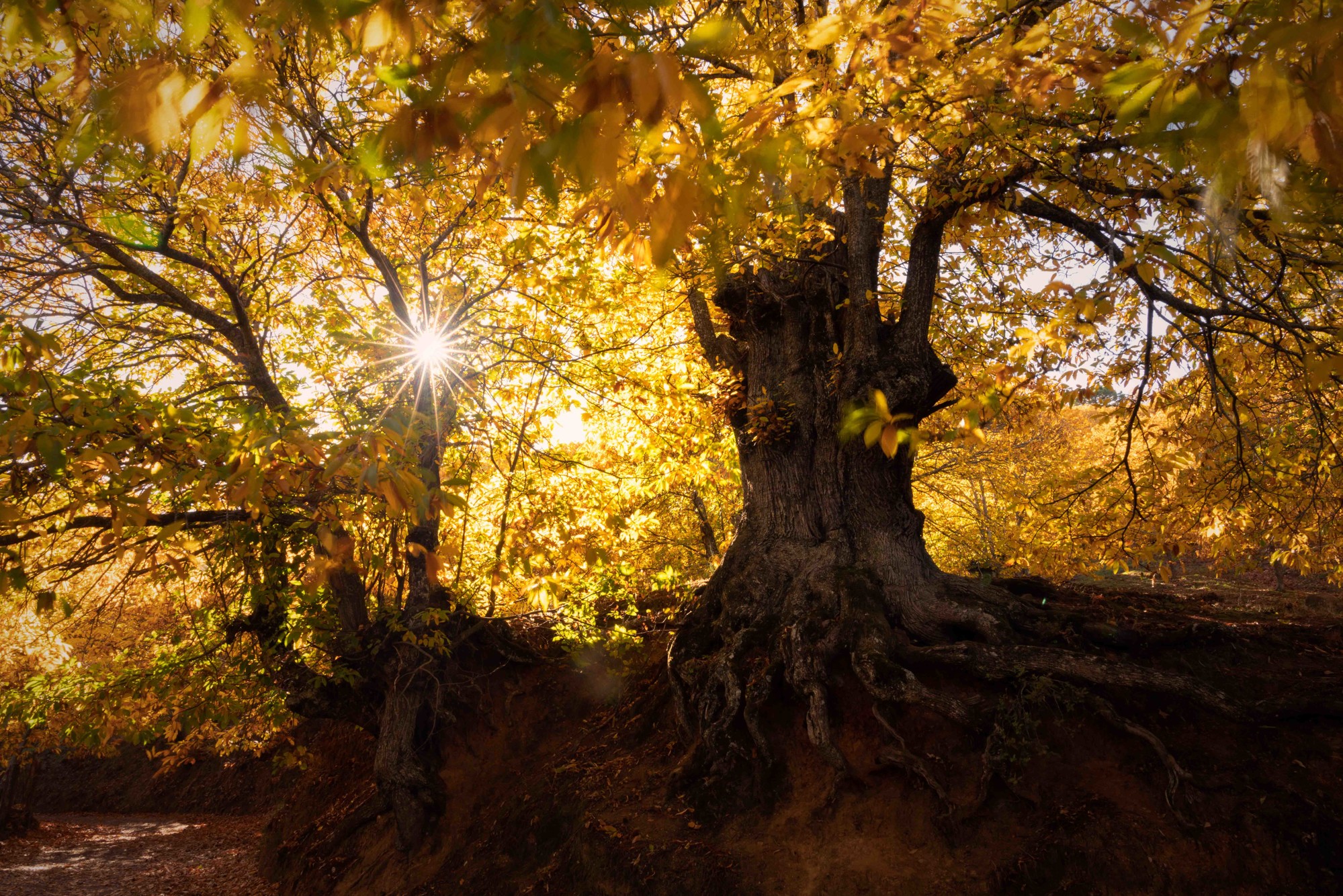 Paloma de Iriarte Tinoco - PalomadeIriarte_Contraluz1