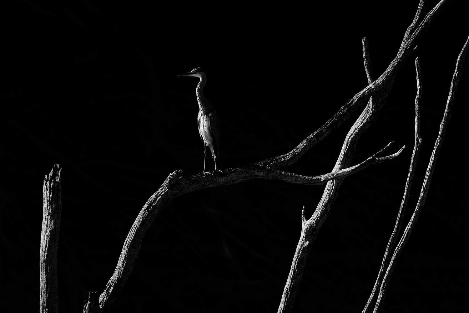 daniel rom&aacute;n - danielroman_concurso_octubre2020_wb_1