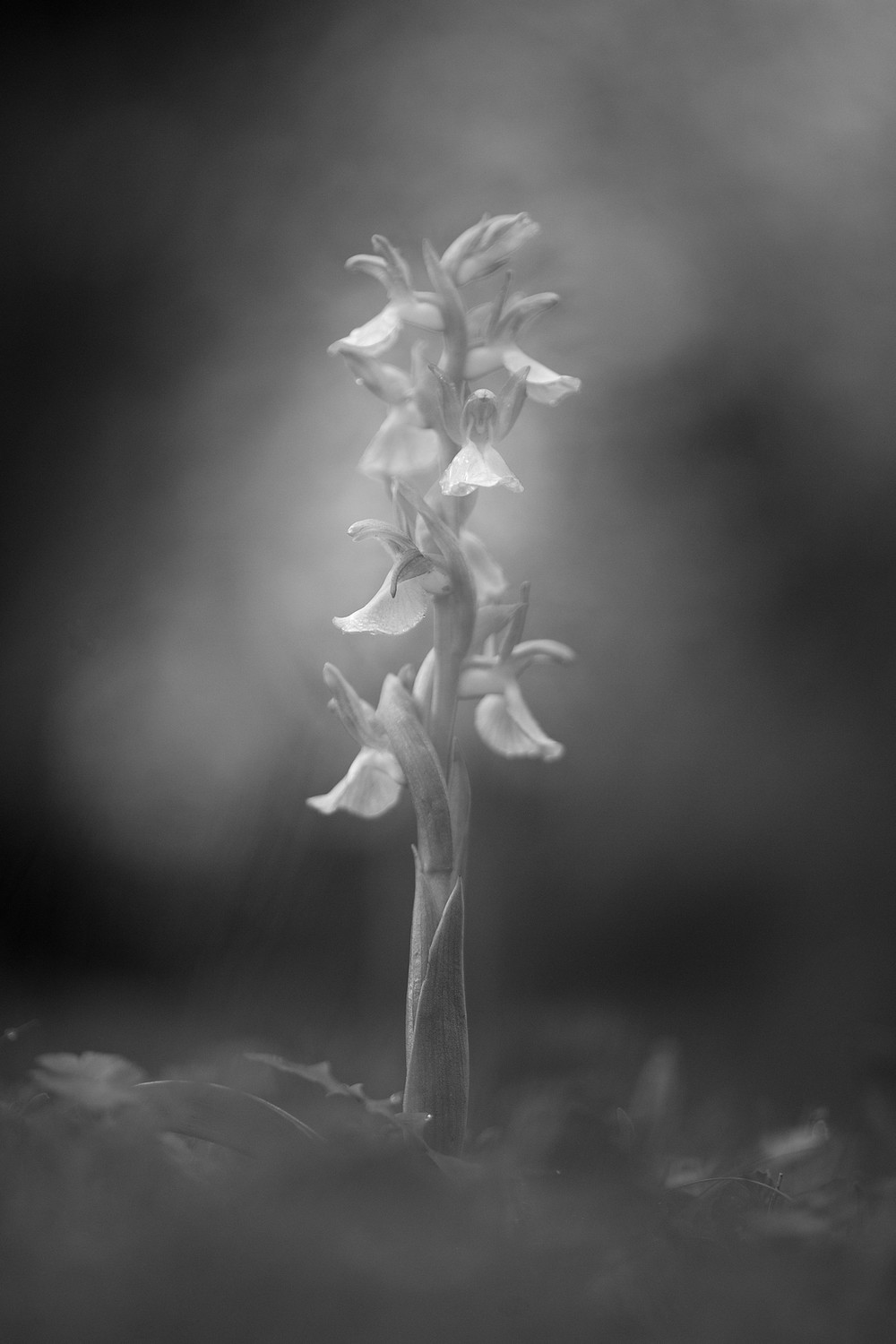 david moya - 2020-10-20 20.14.35 - Davidmoya_Concursoctubreblancoynegro