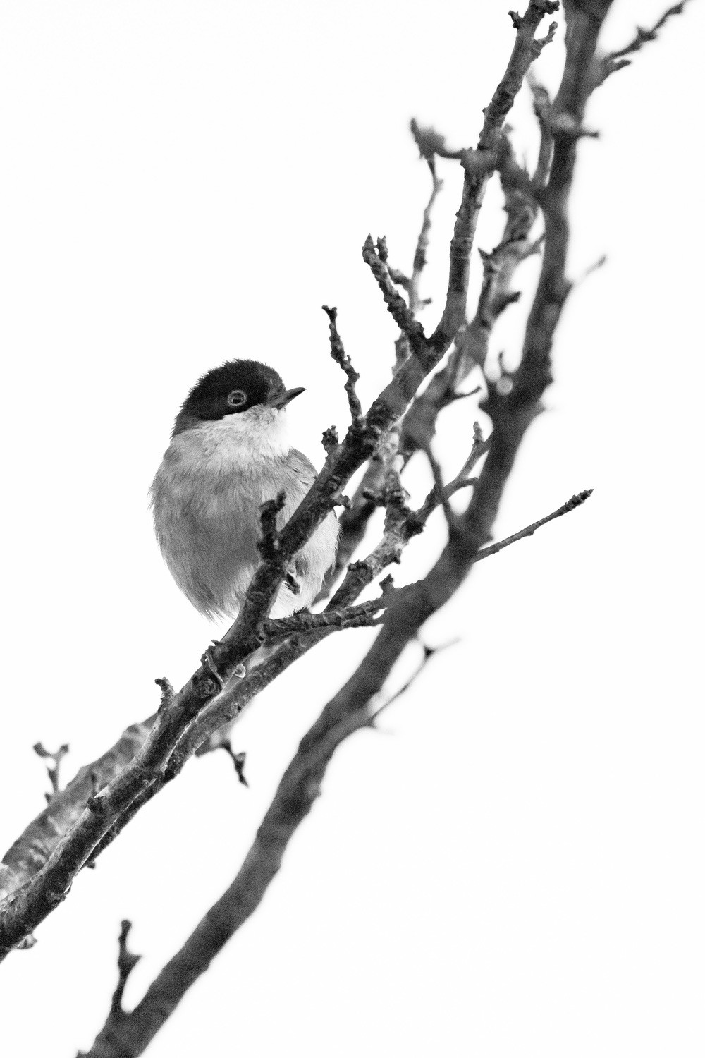 Jesus joaquin Carrera martinez - jesuscarrera_blancoynegro