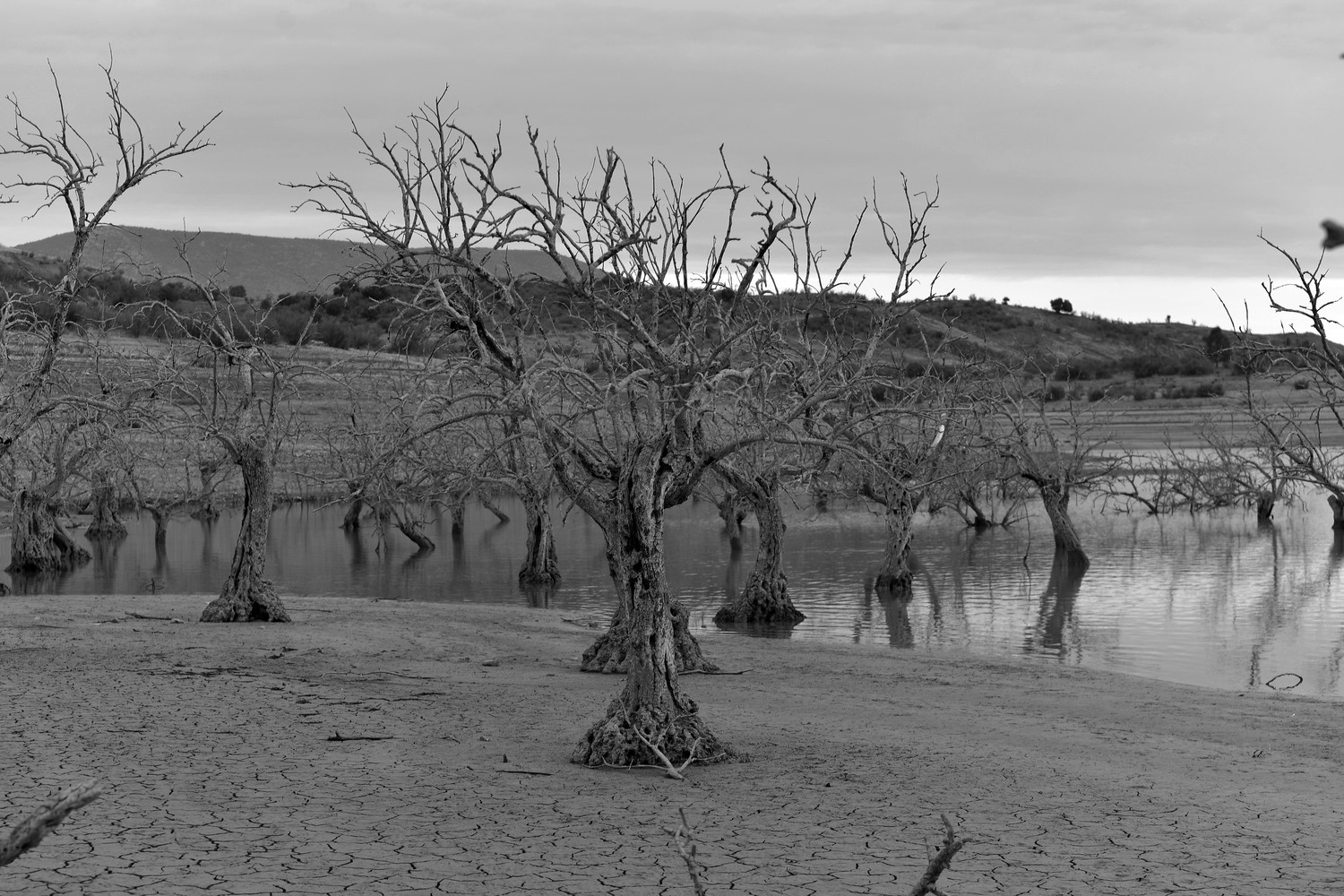 jose diaz marin - 2020-10-11 06.43.39 - concursooctubreblancoynegro