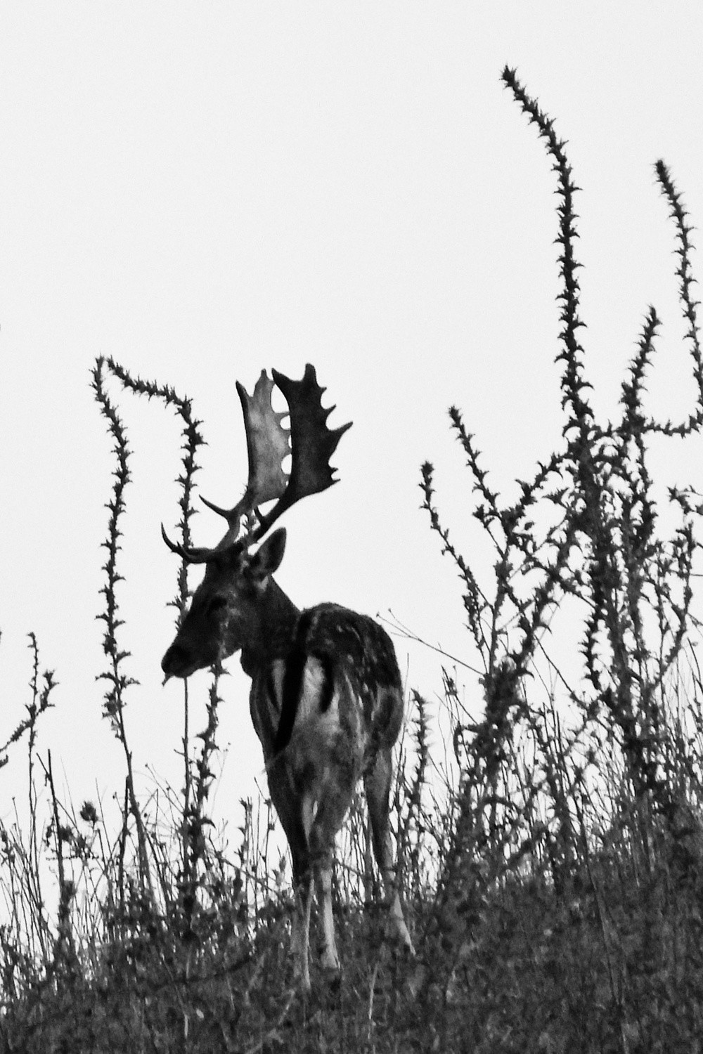 Jos&eacute; L&oacute;pez D&iacute;az - concurso octubre b n Gamo