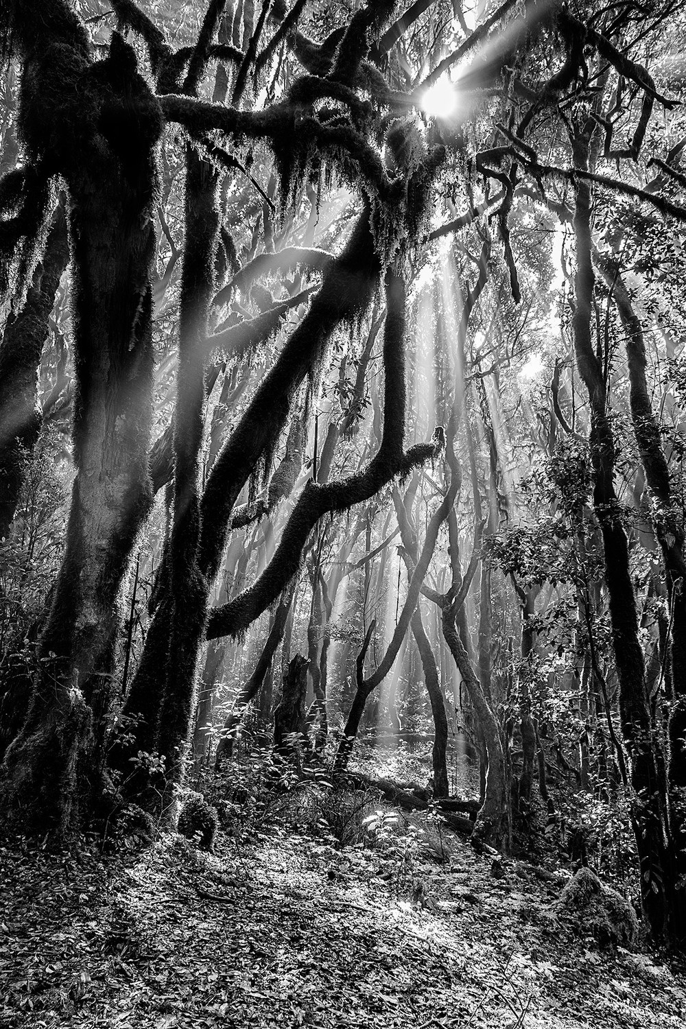 Manuel Perez Ruiz - Naturaleza-en-BN-Bosque-de-Laurisilva.-La-Gomera2