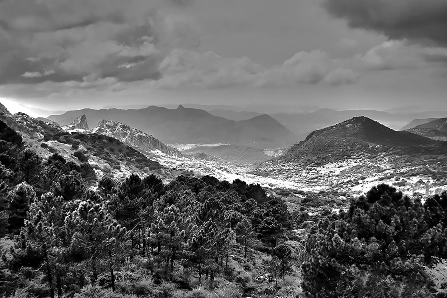 Manuel Su&aacute;rez. Naturaleza b:n. Octubre 2020-1