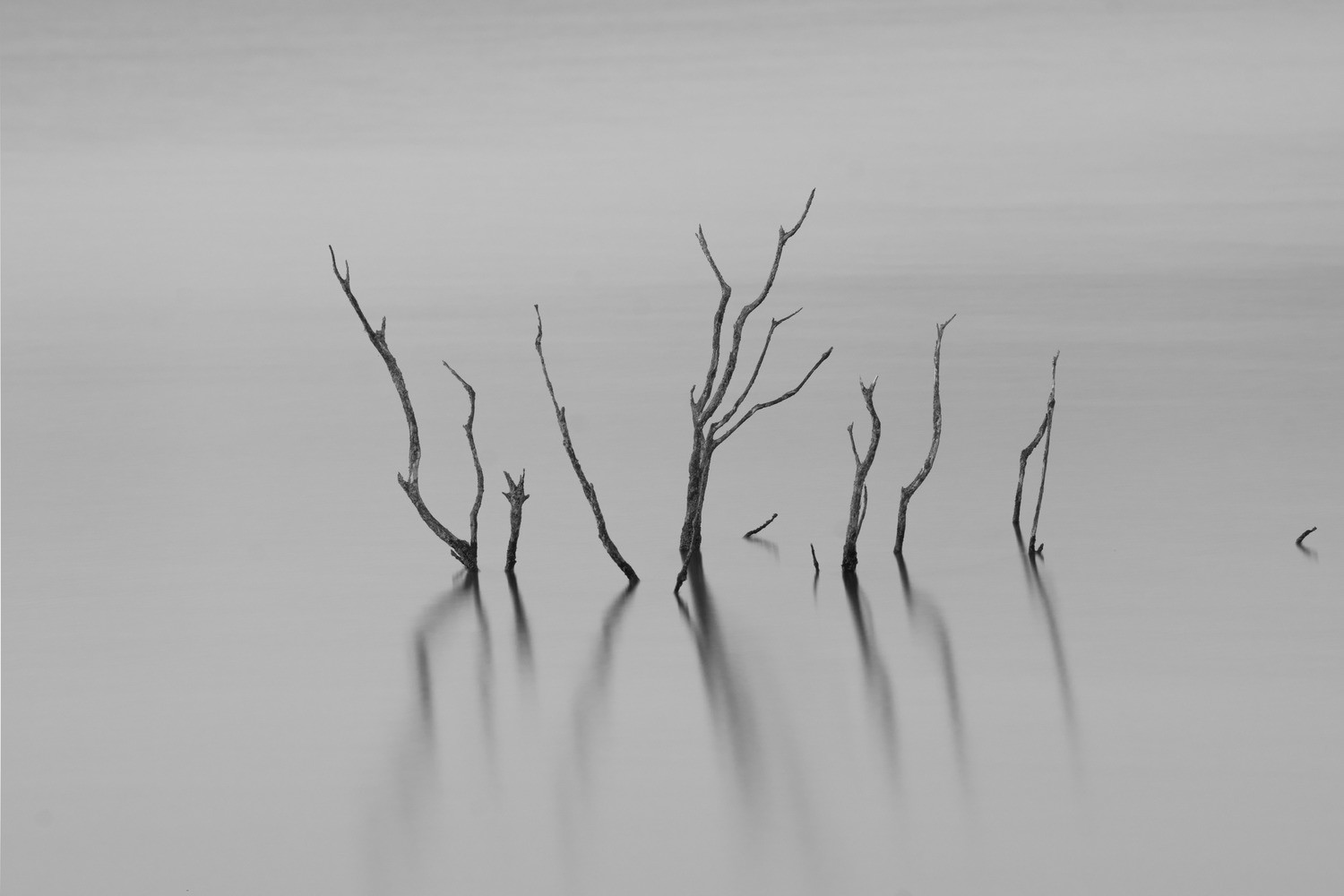 Paloma de Iriarte - PalomadeIriarte_blancoynegro