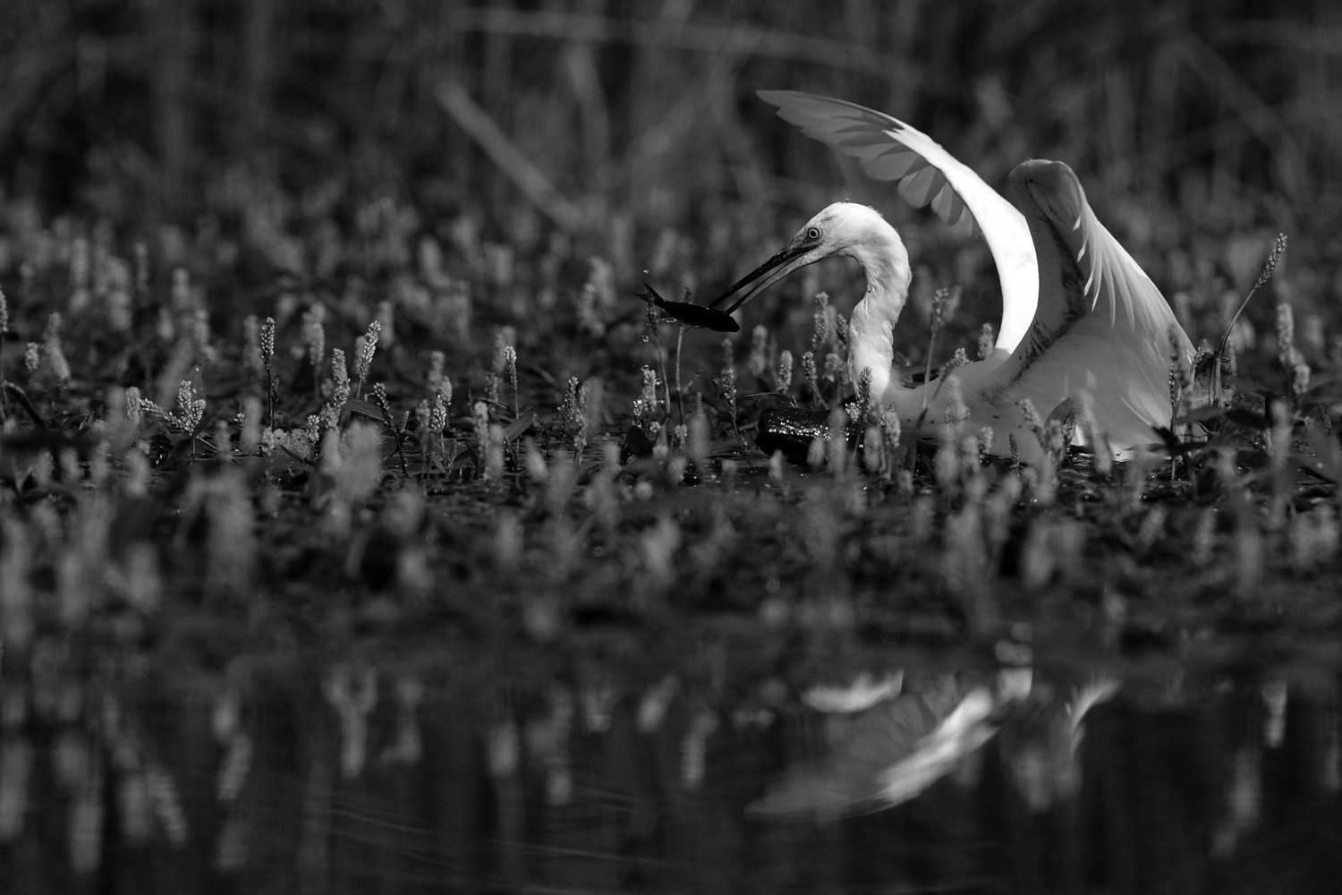 Pepe Soria - PepeSoria-Octubre-Blancoynegro2