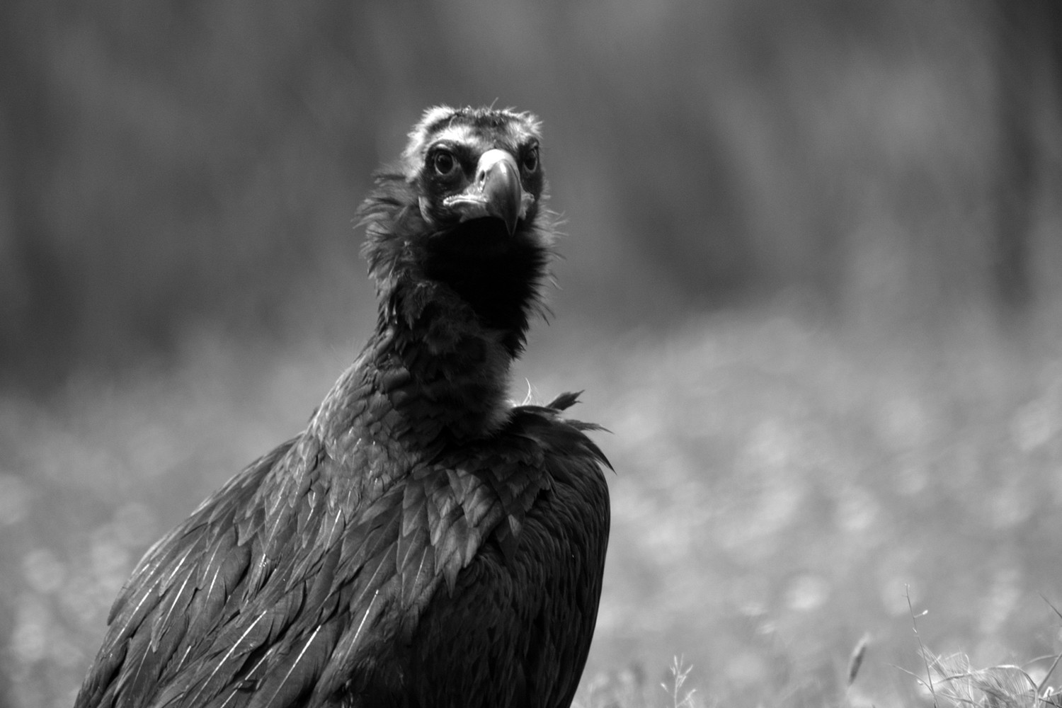 Pepe Soria - PepeSoria-Octubre-Blancoynegro3