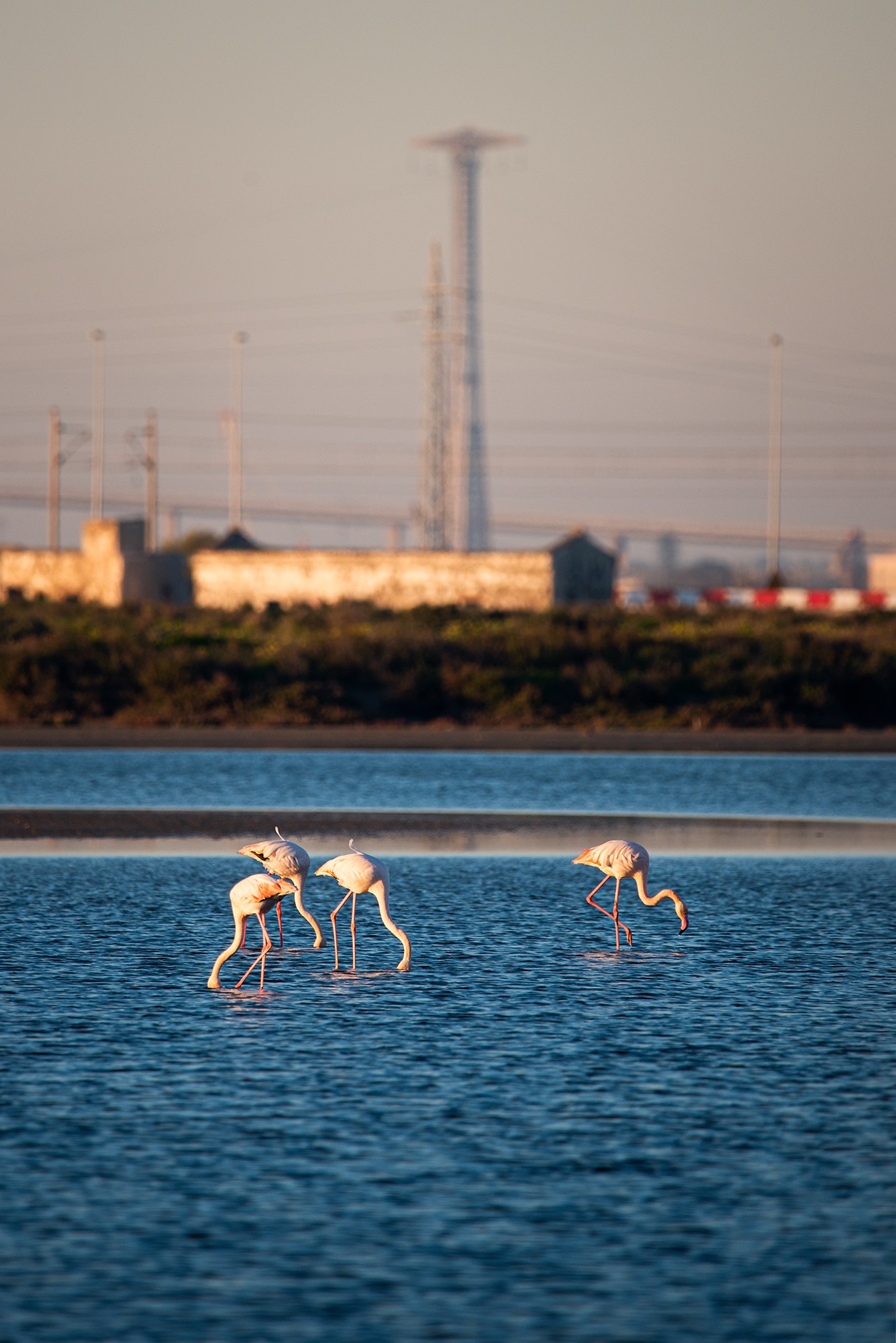Jes&uacute;s Carmona Guill&eacute;n - Jes&uacute;s Carmona Guill&eacute;n_Concurso Enero. PNBahia de C&aacute;diz