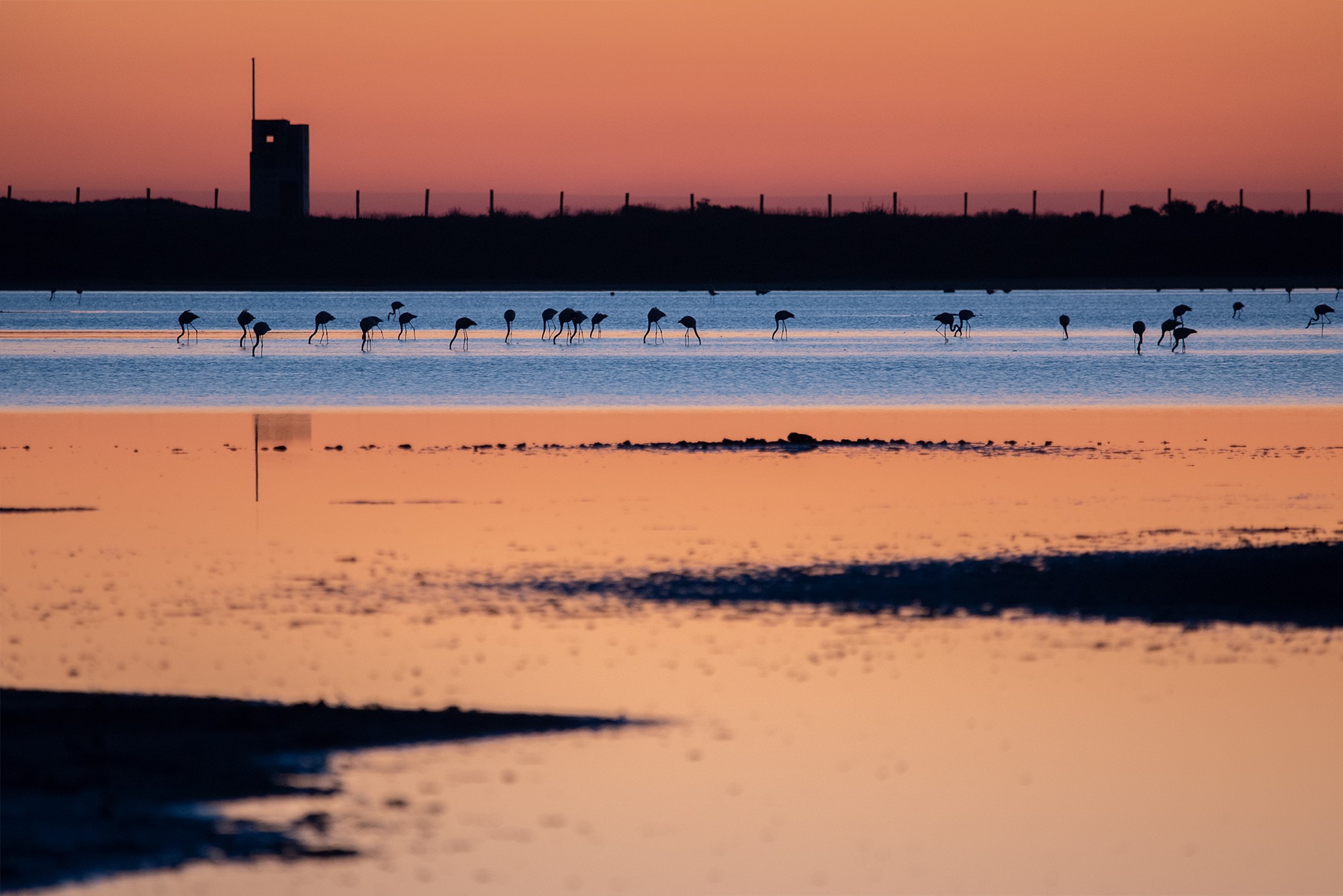 Jes&uacute;s Carmona Guill&eacute;n - Jes&uacute;s carmona Guillen_Concurso Enero. PNBahia de C&aacute;diz