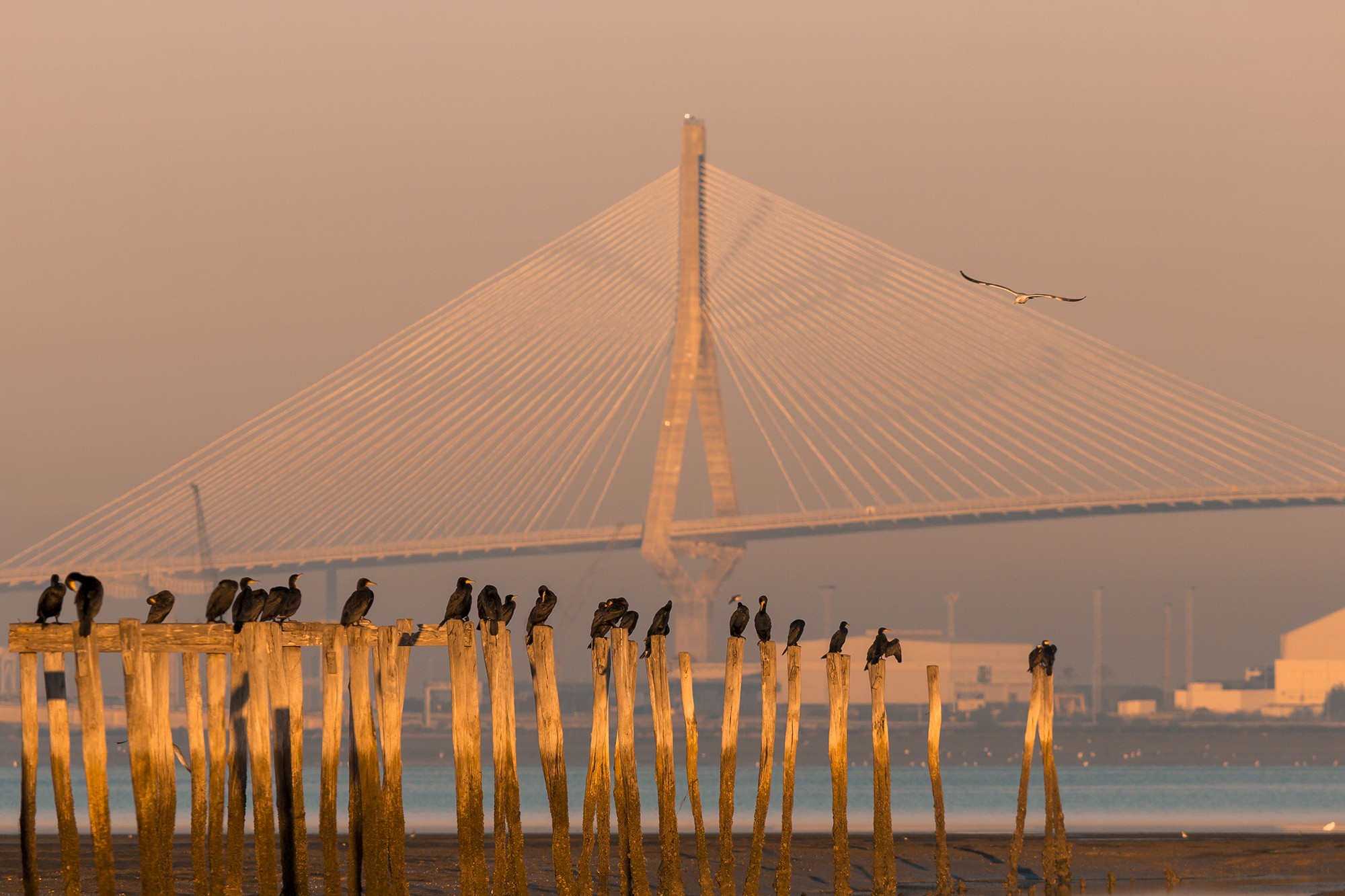 Pablo Barrena - PabloBarrena_ConcursoEneroPNBah&iacute;a
