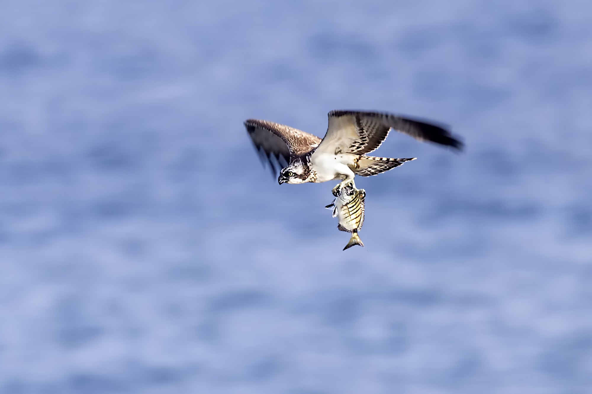 Antonio Benítez Paz - AntBenítezPaz_AguilaPescadora_Aves