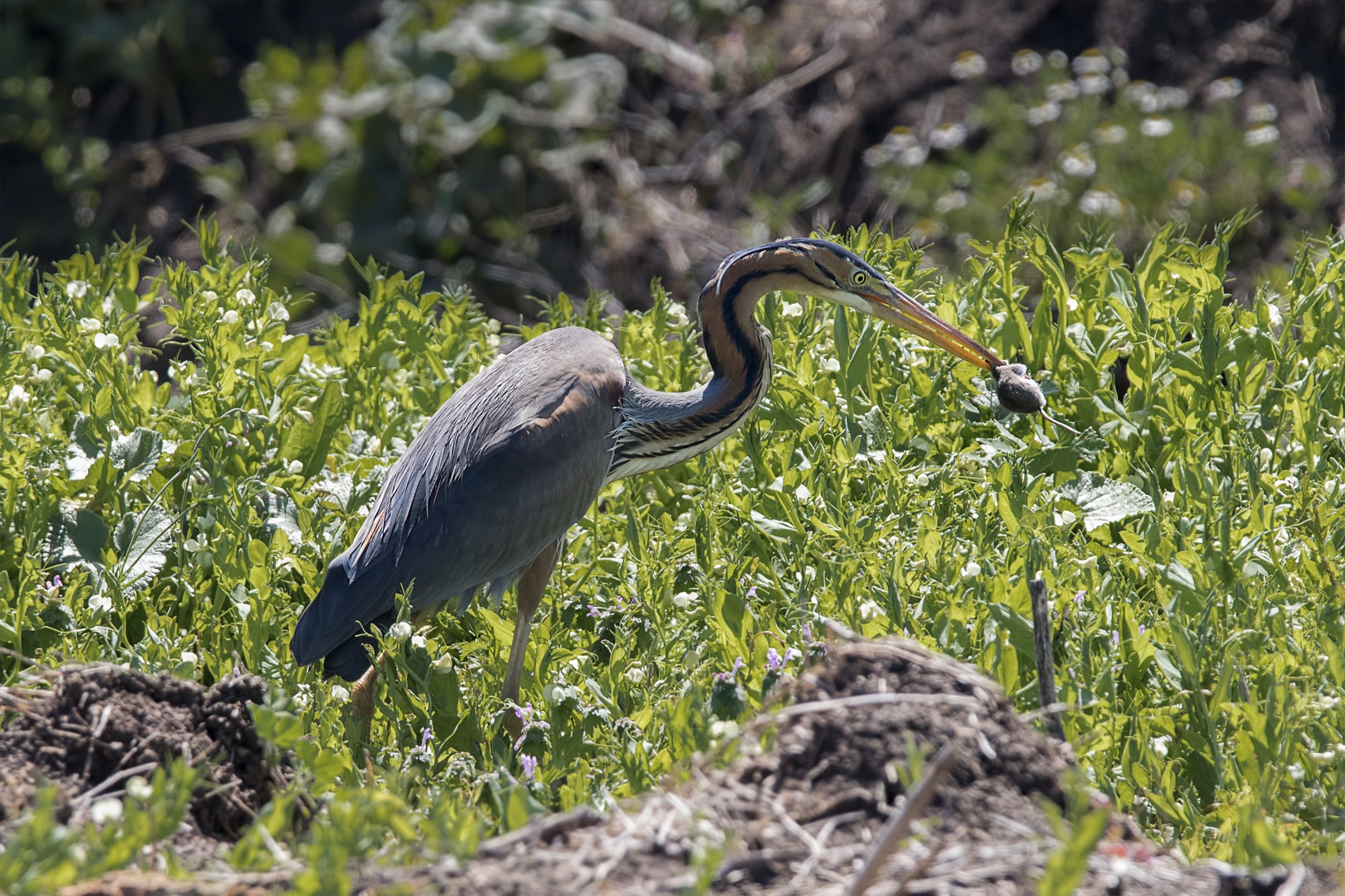 Antonio Benítez Paz - AntBenítezPaz_GarzaImperial desayunando_Aves