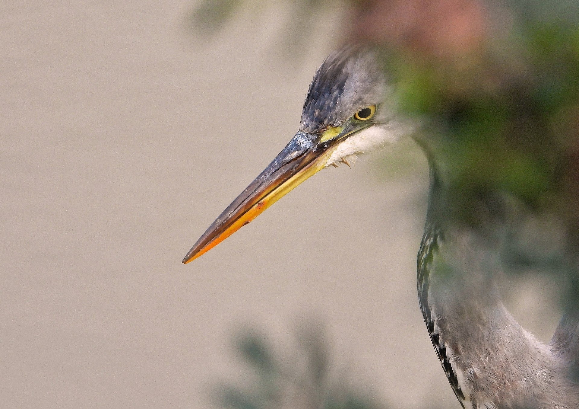 José lopez - Garza concurso aves Diciembre José lopez