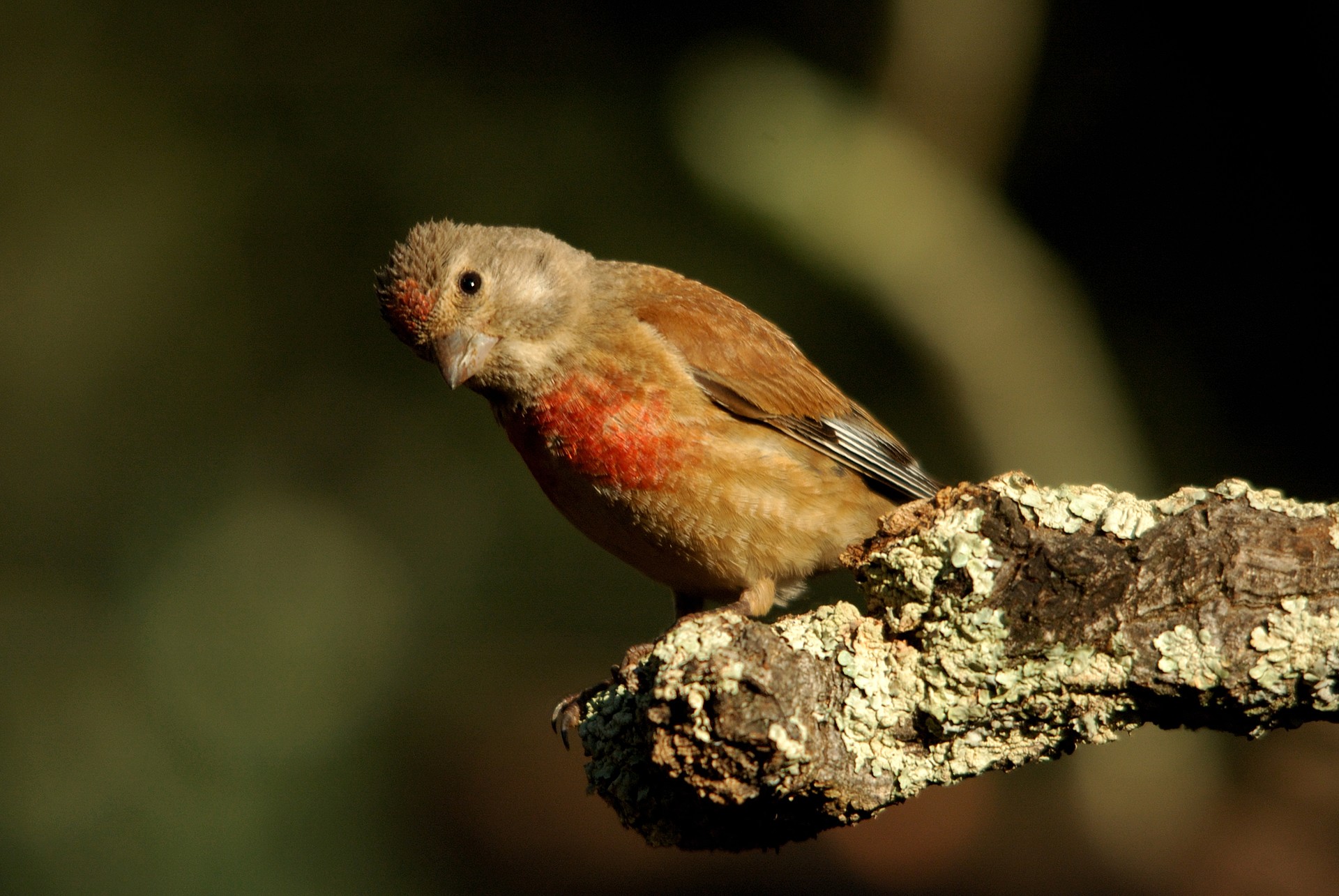 José Soria Luna - PepeSoria-Diciembre- Aves001