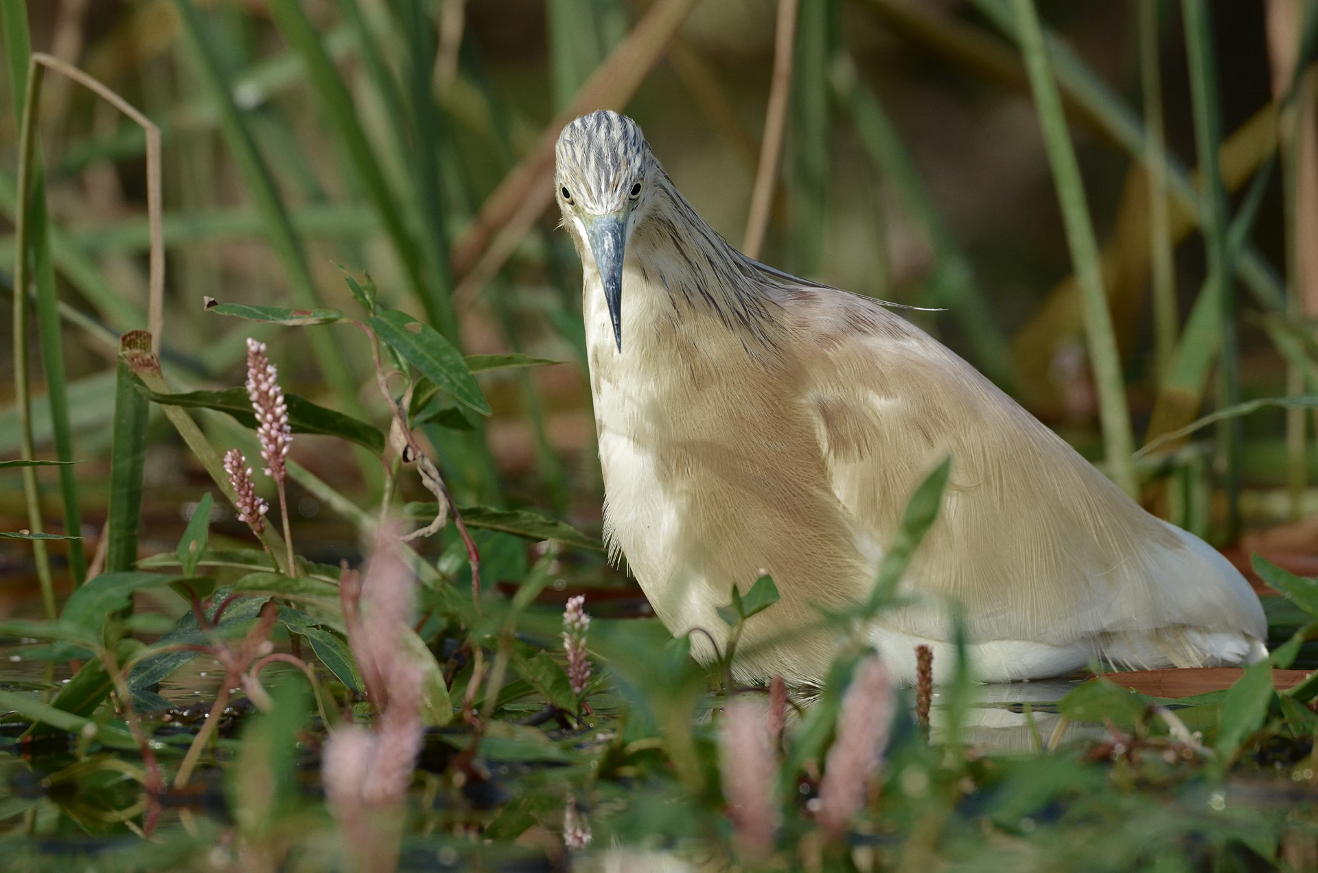 José Soria Luna - PepeSoria-Diciembre- Aves002