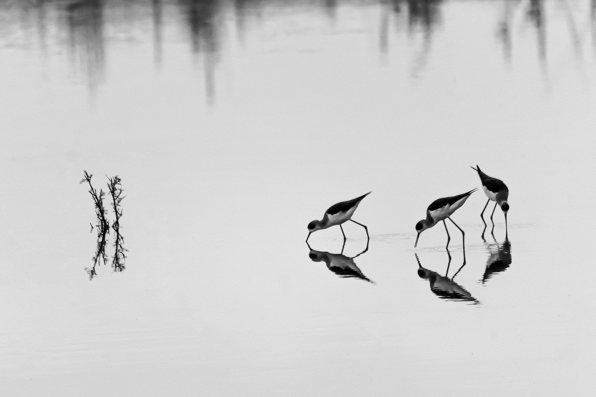 manuel sanchez dorado - Msanchez-aves limicolas.diciembre.