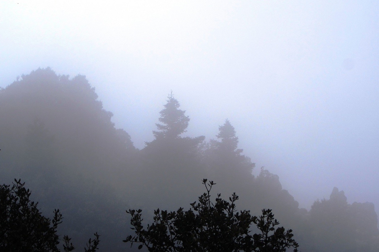 Mariano Maeztu - #Concurso_marzo_PNGrazalema_Mariano_Maeztu_1 - copia