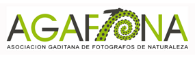 Agafona